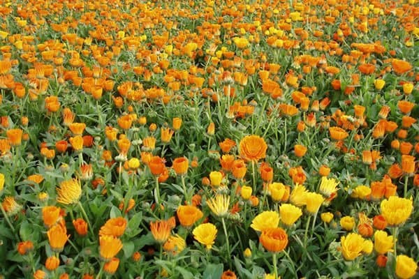 flores de caléndula
